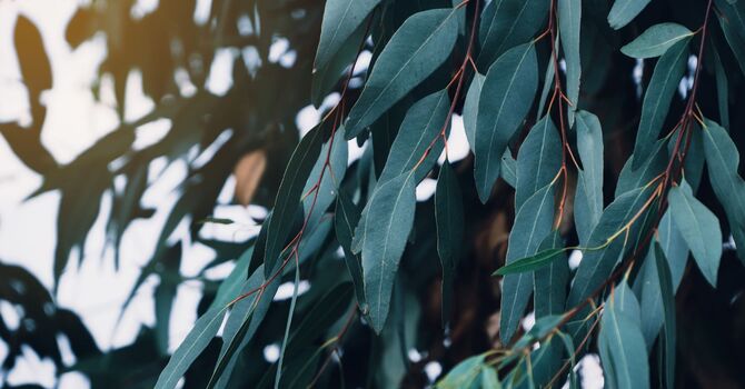 Functional Consultation